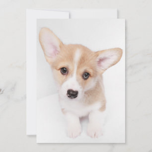 Cartão De Agradecimento Bebês Mais Pobres   Young Corgi Puppy
