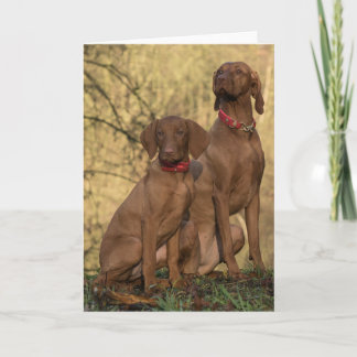 Cartão De Agradecimento Bela Vizsla Cães Desportivos