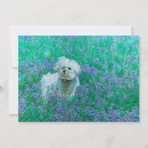 Cartão De Agradecimento Bichon Frise em Bluebonnets