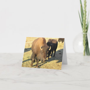 Cartão De Agradecimento Bison no Colorado