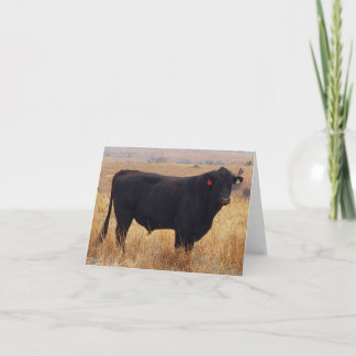 Cartão De Agradecimento Black Angus Steer Grazing com sua manada