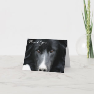 Cartão De Agradecimento Black Border Collie Face Dog Thank You Card