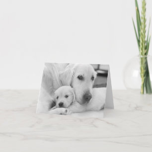 Cartão De Agradecimento Blank Greeting Card