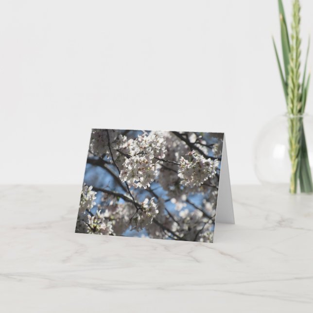 Cartão De Agradecimento Blossomas de Cereja Iluminados (Frente)