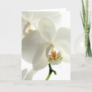 Cartão De Agradecimento Blossomas Flores Orquídeas Paz Amor Destino