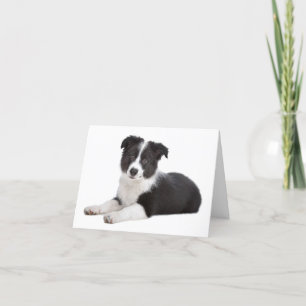 Cartão De Agradecimento Border Collie Puppy Dog Blank Note Card