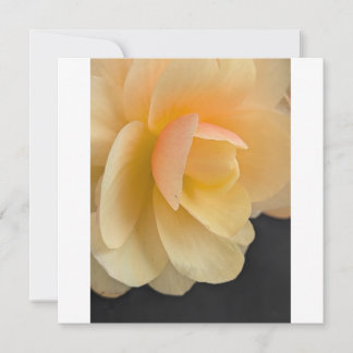 Cartão De Agradecimento Buttery Begonia Note Card