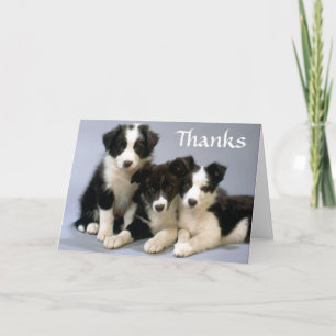 Cartão de agradecimento cachorrinhos Border Collie