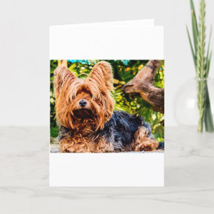 Cartão De Agradecimento Cachorro Fofo Yorkie Paz Amor Destino Diversão Art