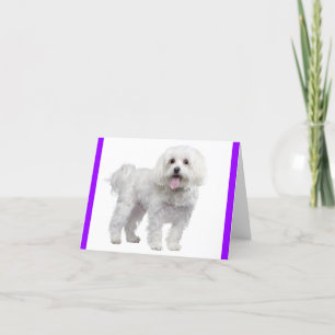 Cartão De Agradecimento Cachorro Maltês Branco: Olá, Srta.