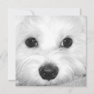 Cartão De Agradecimento Cachorro Maltês - Olhos-Cute e Nariz Encantador