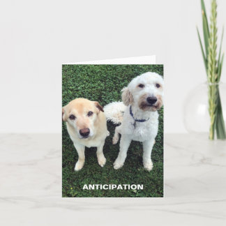 Cartão De Agradecimento Cães lindos Labrador que estão perdendo você