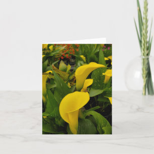 Cartão De Agradecimento Calla Lily