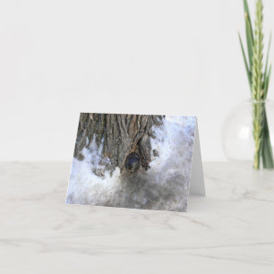 Cartão De Agradecimento Cannonball Tree, Cidade Velha do Quebec, Quebec, C