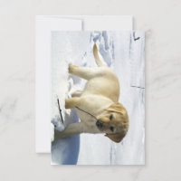 Cãozinho de laboratório amarelo LR na neve