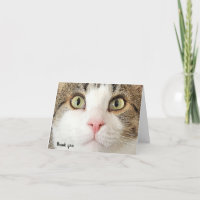cara de gato obrigado você