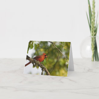 Cartão De Agradecimento Cardeal Na Primavera FL