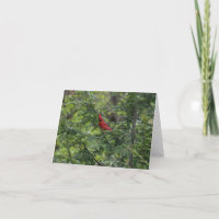 Cardinal