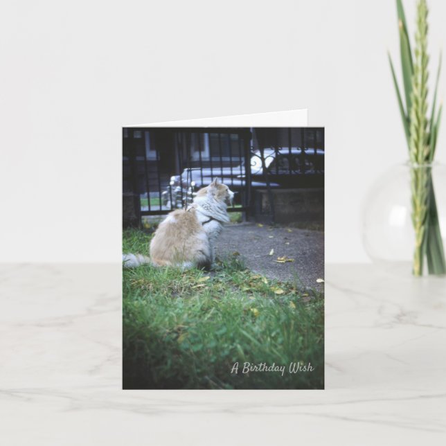 Cartão De Agradecimento Cat Birthday Wish (Frente)