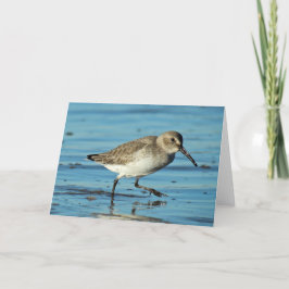 Cartão De Agradecimento Cena de Praia - Dunlin