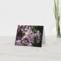 Cheire Aquele Lilac