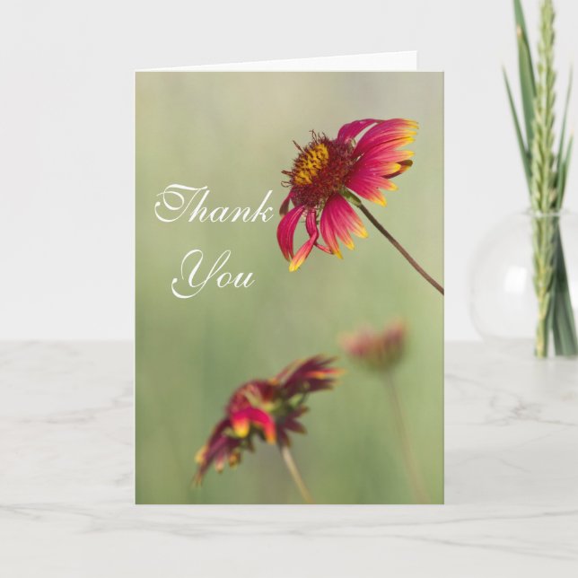 Cartão De Agradecimento Cone Flowers começando a florescer Obrigado. (Frente)