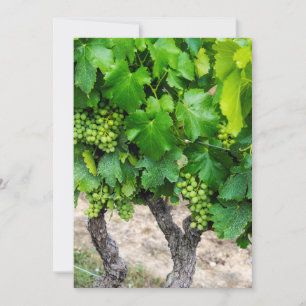 Cartão De Agradecimento Cultivo de Uvas para Vinho, França