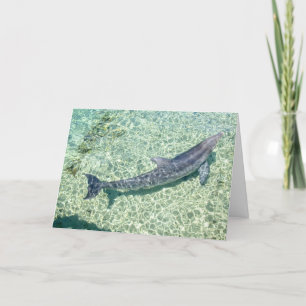 Cartão De Agradecimento Curved Dolphin Underwater Plain customized