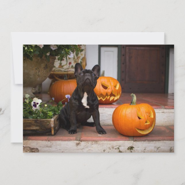 Cartão De Agradecimento Cutest Baby Animals | French Bulldog Halloween (Frente)