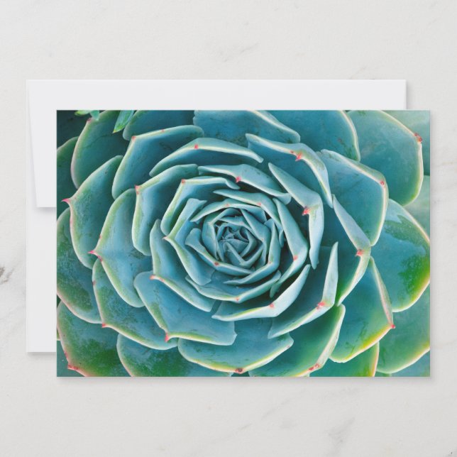 Cartão De Agradecimento Echeveria Rosette, Secret Garden of Marrakech (Frente)