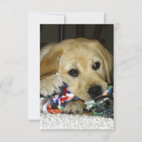 Filhote de labrador amarelo LR com brinquedo