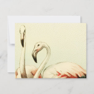 Cartão De Agradecimento Flamingo Antigo