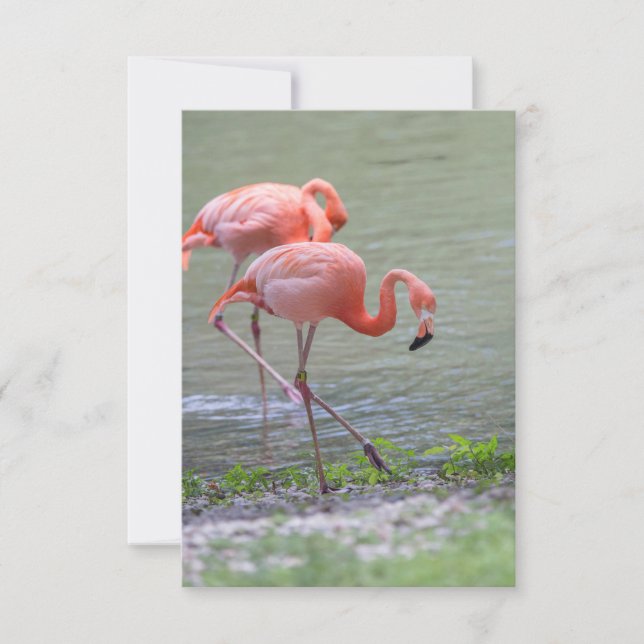Cartão De Agradecimento Flamingo Notecard rosa (Frente)