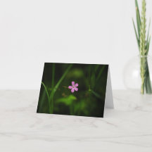 Flor Rosa