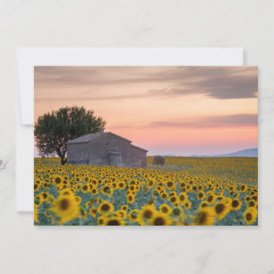 Cartão De Agradecimento Flores   Campo de Girassóis Provença, França