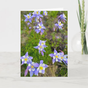 Cartão De Agradecimento Flores Coloridas de Columbine em Violeta Azul Amar
