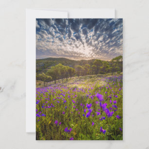 Cartão De Agradecimento Flores   Flinders Ranges Austrália