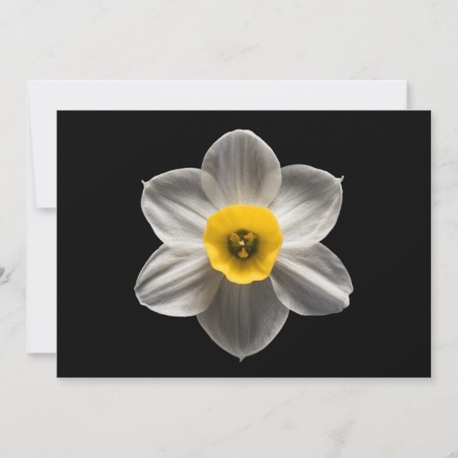 Cartão De Agradecimento Flores | Flor Branca De Daffodilo (Frente)