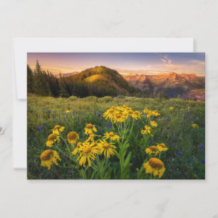 Cartão De Agradecimento Flores   Mountain Meadow Brested Colorado