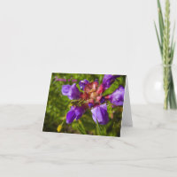 Flores selvagens e insetos