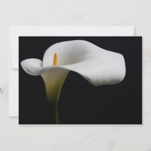 Cartão De Agradecimento Flores White Calla Lily