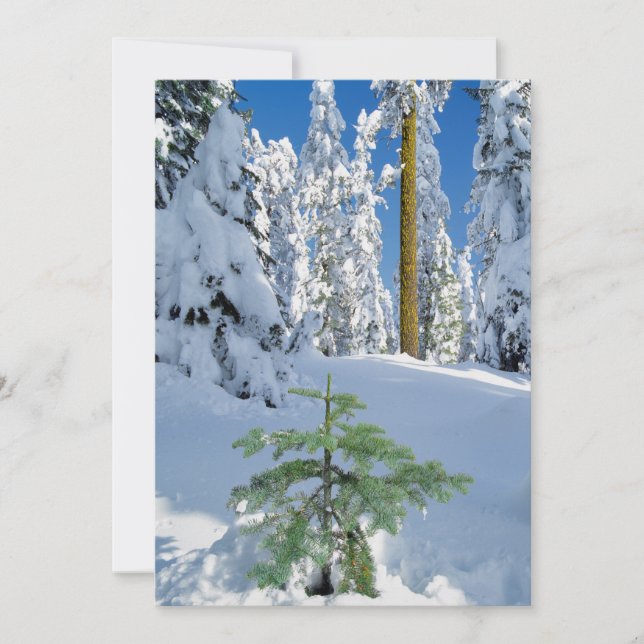 Cartão De Agradecimento Floresta Coberta de Neve em Oregon (Frente)