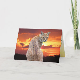 Cartão De Agradecimento Florida Lince com Deslumbrante Pôr do Sol em Cartã