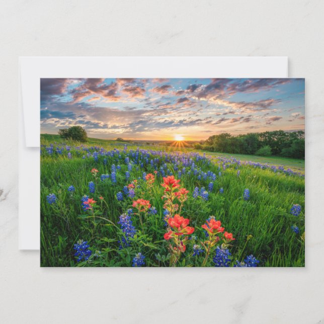 Cartão De Agradecimento Flowers | Texas Bluebonnets & Indian Paintbrush (Frente)