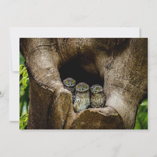 Cartão De Agradecimento Forests | Three Owls Looking (Frente)