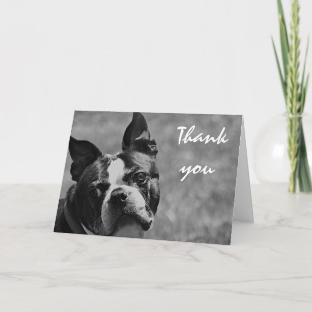 Cartão De Agradecimento Foto de Boston Terrier (Frente)