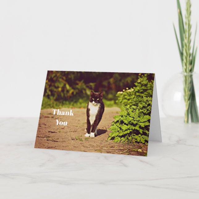 Cartão De Agradecimento Foto de Gato de Tuxedo Preto e Branco, Bonito, Obr (Frente)