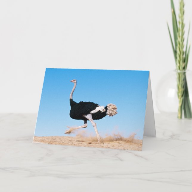 Cartão De Agradecimento Foto de Ostrich Encantada (Frente)