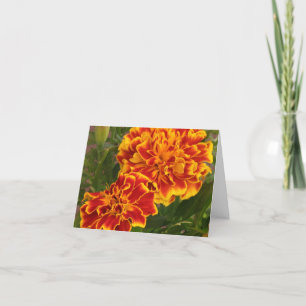 Cartão De Agradecimento Foto do Jardim de Greve de Marigolds Laranja