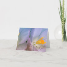 Fotografia de Crocus de Primavera